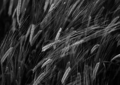a black and white photograph of barley growing in a field.